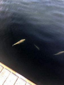 lightning trout lightning trout